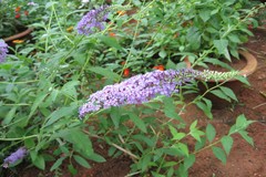 Buddleja davidii